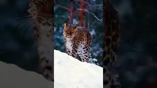Very rare leopard! #nature #beauty #relax #shorts #animals #rare #leopard #cat #beautiful #relaxing