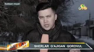 ШЕРЛАР ҚОРОВУЛНИ ҒАЖИДИ...