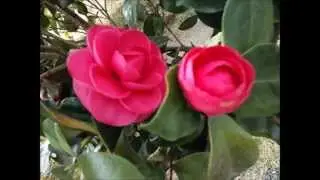 「春が来た」　☆３月の花たち