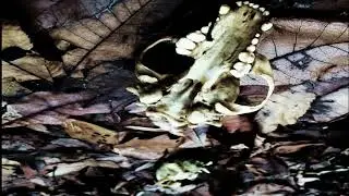 Ange de la Mort - Unscrupulous Misattributions (Full-length : 2019) Vargheist Records