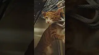 Performance of #leocat #catshorts #circus #catloversday