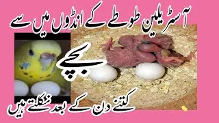 Budgies Ke Ande Mien Se Bache Kitne Din Mien Niklte Hien In Urdu And Hindi