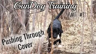 GunDog Training Drills: Pushing Through Cover w/ Chief