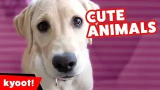The Funniest Farm Animals & Pets Home Video Bloopers of 2016 Weekly Compilation | Kyoot Animals