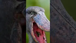 The dinosaur bird is REAL.🦩 #Shoebill #DinosaurBird #MiniSpark&rdquo;
