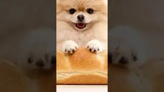 Fluffy Pomeranian ASMR #ASMR #Squishy #SoftSquishy #Pomeranian  #FluffyDog #RelaxingASMR
