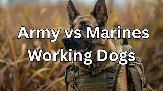 Army vs  Marines Who Dominates K9 Urban Warfare