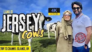 LAND OF JERSEY COWS - BRITISH ISLES|CHANNEL ISLAND|UNITED KINGDOM|FAMILY TRAVEL VIDEO|4K HD|AUG24