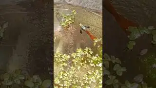 Guppies are teasing #guppyworld #videofish #aquarium #guppie #fish #nature
