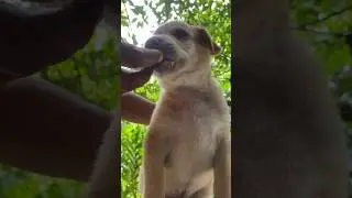 Hand feeding cute puppy😍