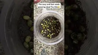 How to grow seed fast at home/Growing Black Gram/🌱🌱#growingseeds#plantsbysaru#shorts#youtubeshorts