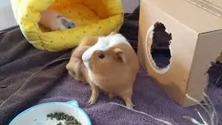 GUINEA PIG LOVES TO POPCORN! 😍