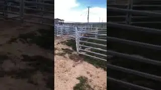 Sheep intelligent weighing and grouping system
