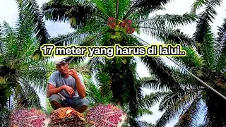 oil palm harvest,,!! this is the struggle to pick the plasma fruit that is too high