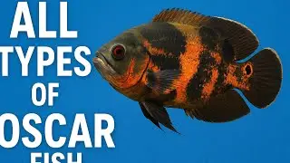 ALL TYPE OF OSCAR FISH 