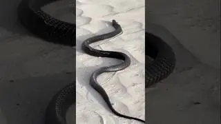 The world's fastest running snake.#snake #fastest #trendingshorts