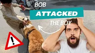 St.Bernard Attacked Boy || Saint Bernard puppy 🤷🏻&zwj;♂️😰 #dog #doglover #pet #pet