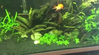Ormson Aquarium Design 55 gallon nature aquarium update