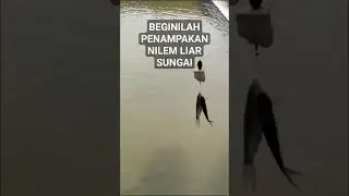 #ikannilem #nilembabon #nilemsungai #mancingnilem #shorts #short #shortvideo