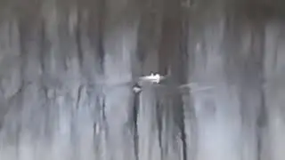 buffleheads on Springbrook creek