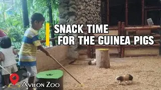 Avilon Zoo:  2024 SNACK TIME FOR THE GUINEA PIGS |Avilon Zoo Rodriguez, Rizal 