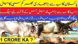 JDC Foundation's Unique 5-Legged Cow 😨😨| Pakistan's Biggest Sibi Bull | JDC Qurbani 2023