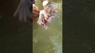 Baby monkey take bath.#shorts #subscribe