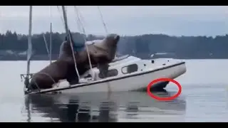 Fishing funny moments // Приколы на рыбалке №5