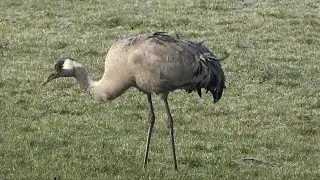 Kraanvogel, Purmer Noord-Holland