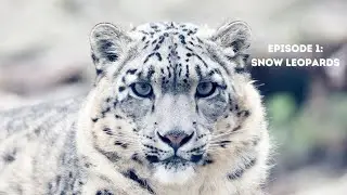 Project Save | Episode 1| Snow Leopards
