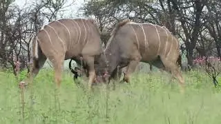 Kudu bulls fighting