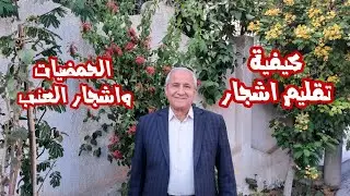كيف نقلم اشجار الحمضيات واشجار العنب 