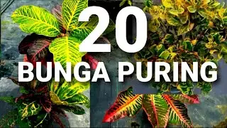20 JENIS BUNGA PURING