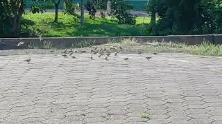 na minha rua s&oacute; canarinho e pardas e rolias 
