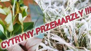 Cytryny przemarzły po mrozie -4'C - objawy przemrożenia i mrozoodporność cytrus&oacute;w