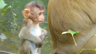 So So Cute Baby monkey Brady, Brady looks Very Lovely baby