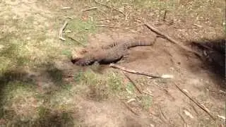 australian lizard swallows a rabbit on golf course