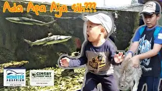 Shark Fish Animals At Monster Aquarium Cimory Forest Walk | Farm Animals | Cimory Puncak