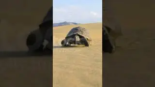 turtle in the desert slow walking 😱😱😱😱😱