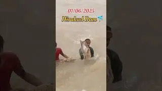 Hirakud Dam new fishing #shorts #short #viralvideo #video #subscribe #viral #status #fishing #fish