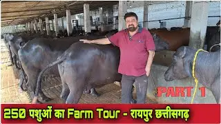 250 गायों और भैंसों का Dairy Farm Tour - रायपुर छत्तीसगढ़ || Part-1||