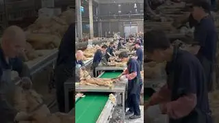 sheepskin Factory display,Very professional #rap #automobile #bar #fur