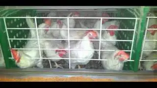 2011 08 12   Simul 4   Android   Slow   R15