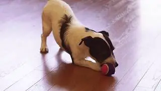 We love Bodge - Red Star Wealth's Office dog!
