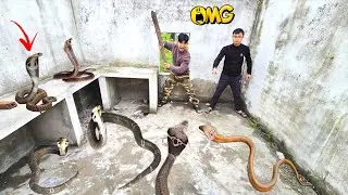 Brave Hunters Catch Ferocious Cobras By Hands In Abandoned House