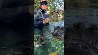 Green gators at Everglades outpost #animaleducation #animals #everglades #animal #gators #alligator