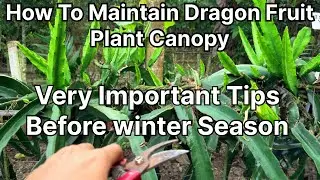 How to maintain Dragon Fruit Plant Canopy || #dragonfruit #prajnikapitayadragonfruitfarm
