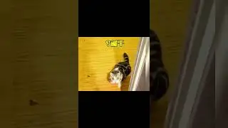 #cat #laughoutloudanimals #cute