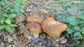 FUNGHI PORCINI | Non ho mai trovato PORCINI  simili in vita mia!