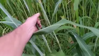 An outstanding forage sorgum crop | zero fertilizer